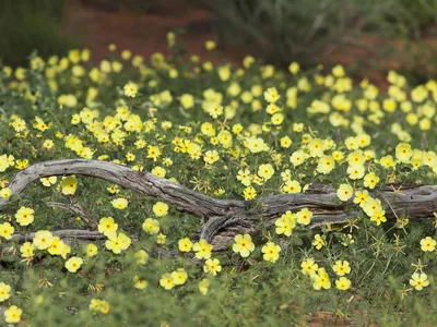 Tribulus Terrestris